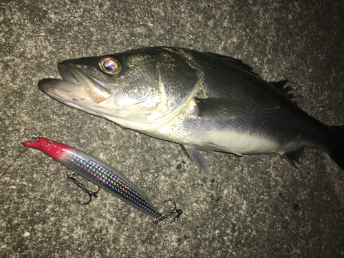 スズキの釣果