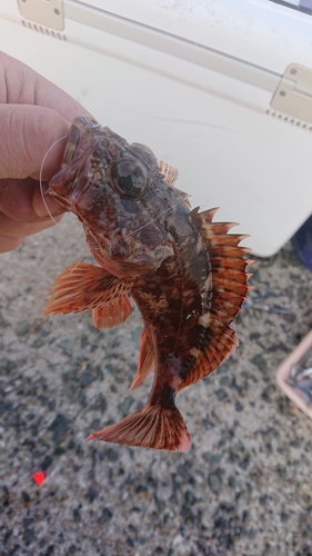 アラカブの釣果