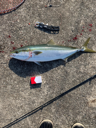 メジロの釣果