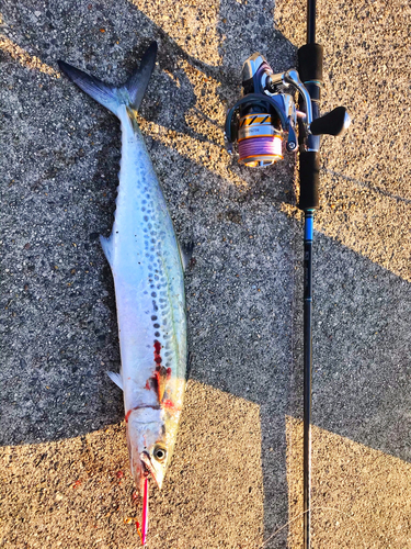 サゴシの釣果