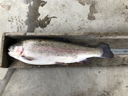 ヤシオマスの釣果