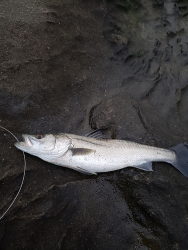 マルスズキの釣果