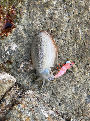 シリヤケイカの釣果