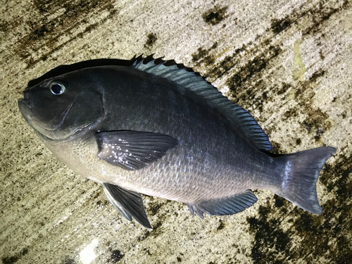 クチブトグレの釣果