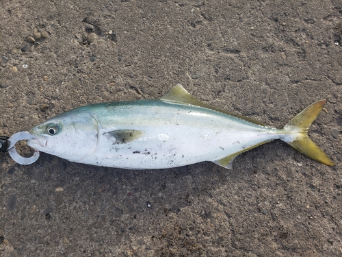 イナダの釣果