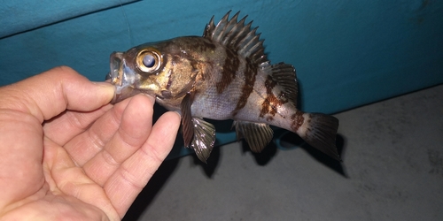 シロメバルの釣果