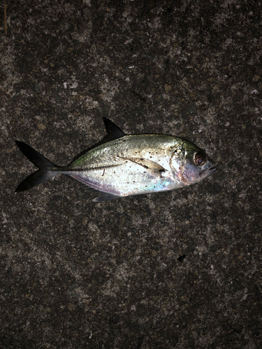 メッキの釣果