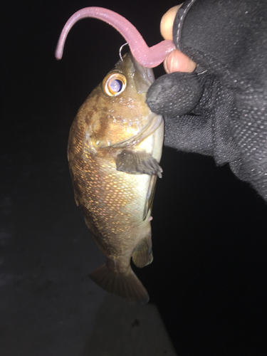 エゾメバルの釣果