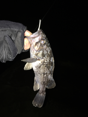 クロソイの釣果