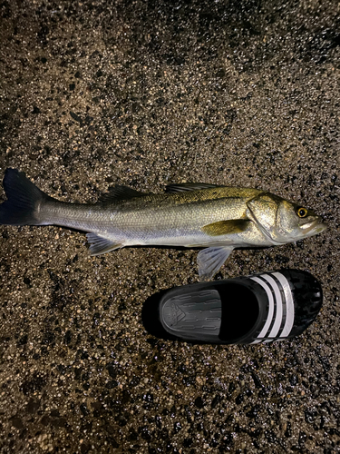 スズキの釣果