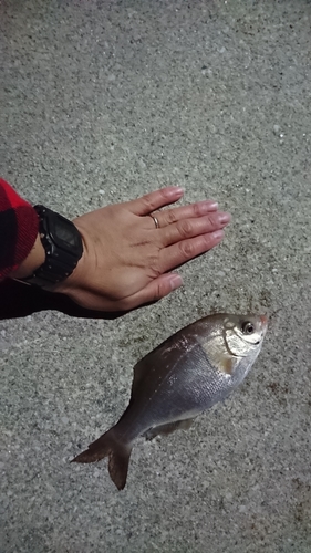 ウミタナゴの釣果