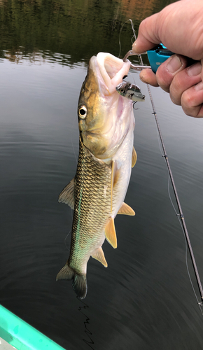 ニゴイの釣果