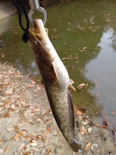 ナマズの釣果