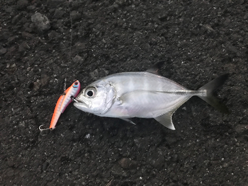 メッキの釣果