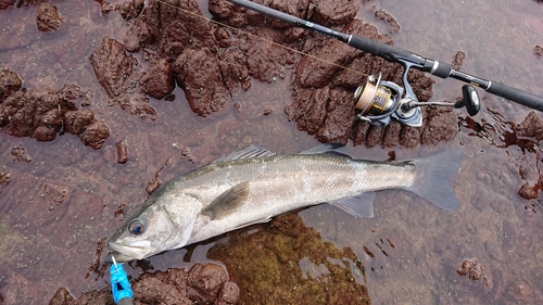 スズキの釣果