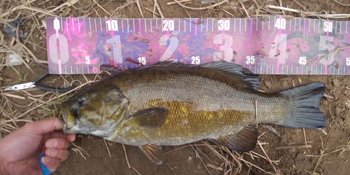 スモールマウスバスの釣果