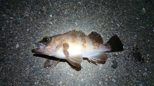 キンメバルの釣果