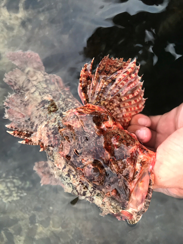 オニカサゴの釣果