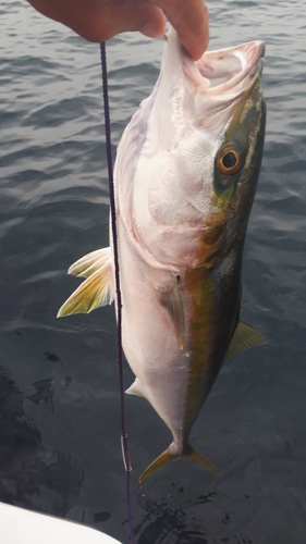 ハマチの釣果