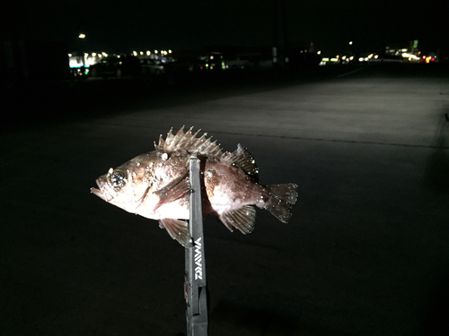 メバルの釣果