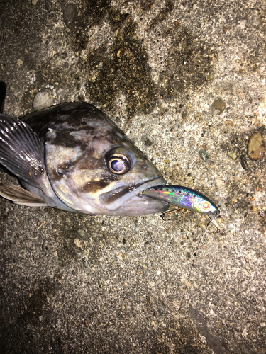 クロソイの釣果