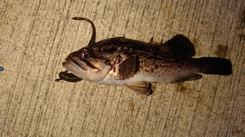 クロソイの釣果