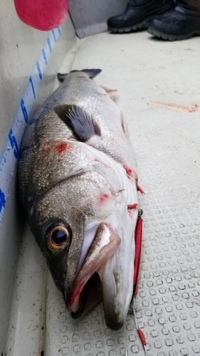 スズキの釣果