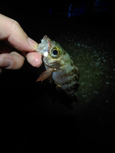 メバルの釣果