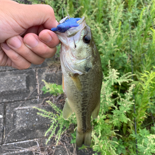 ラージマウスバスの釣果