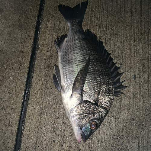 チヌの釣果