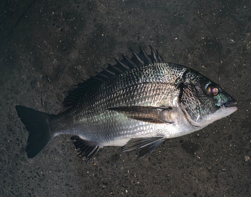 チヌの釣果