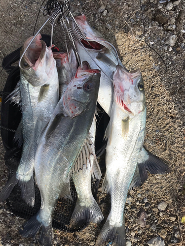 シーバスの釣果