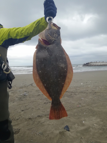 ヒラメの釣果