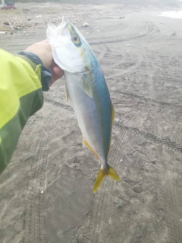 イナダの釣果