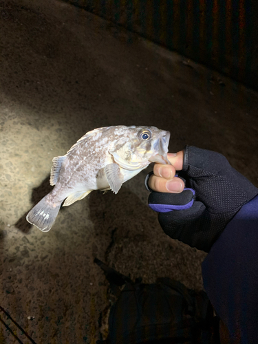 ソイの釣果