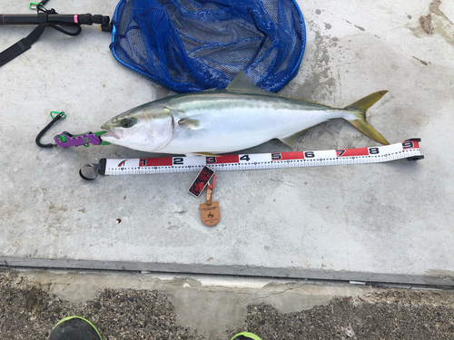 ハマチの釣果