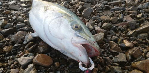 ブリの釣果