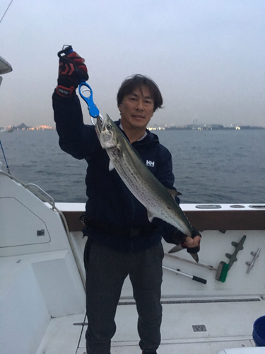 サワラの釣果