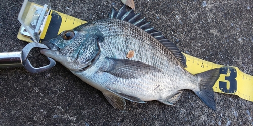 クロダイの釣果