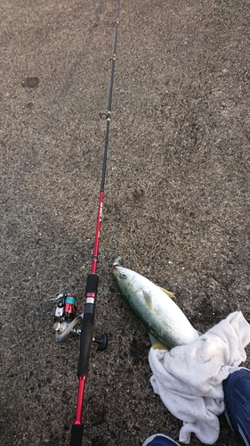 ツバスの釣果