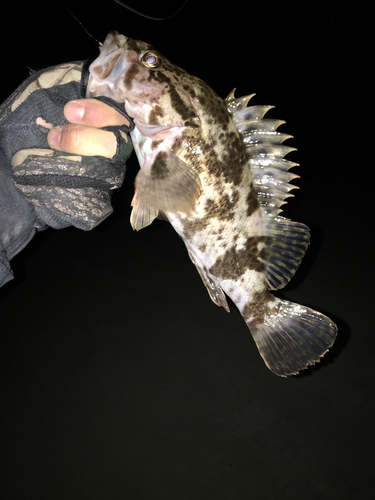 タケノコメバルの釣果