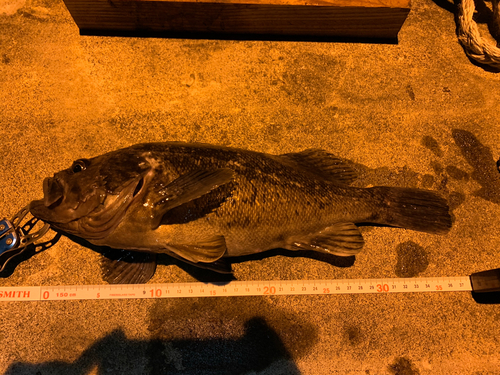 ソイの釣果