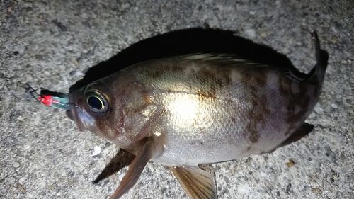 メバルの釣果