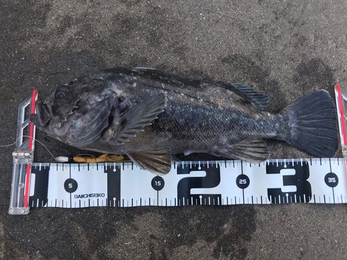 クロソイの釣果