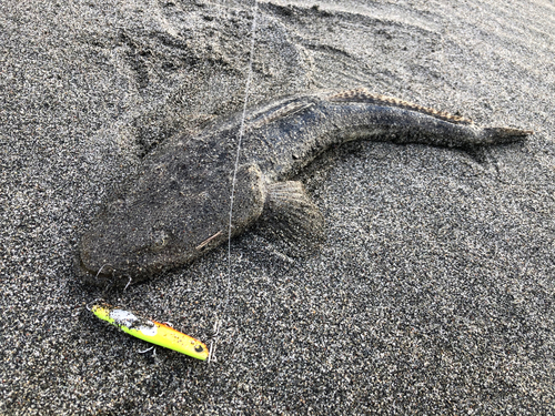 マゴチの釣果