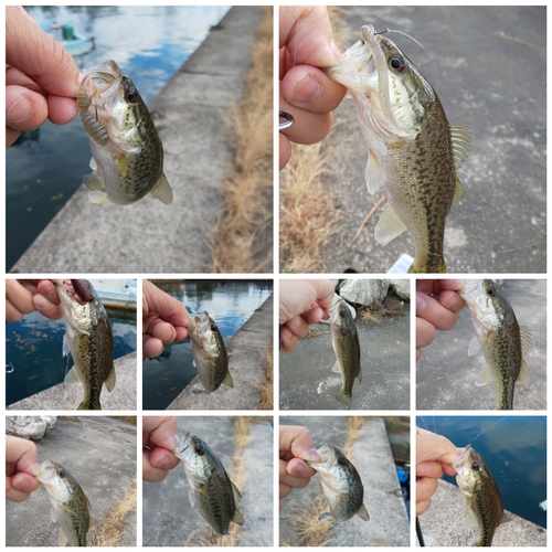 ブラックバスの釣果