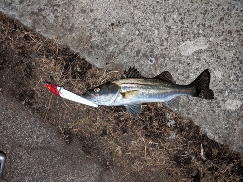 スズキの釣果