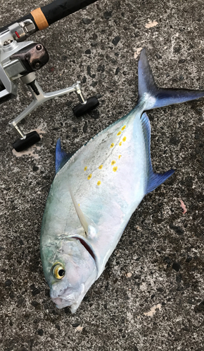 ナンヨウカイワリの釣果