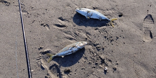 ワカシの釣果