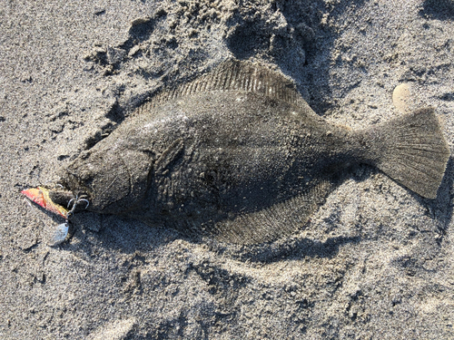 ヒラメの釣果